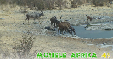 Mosiele Africa #49